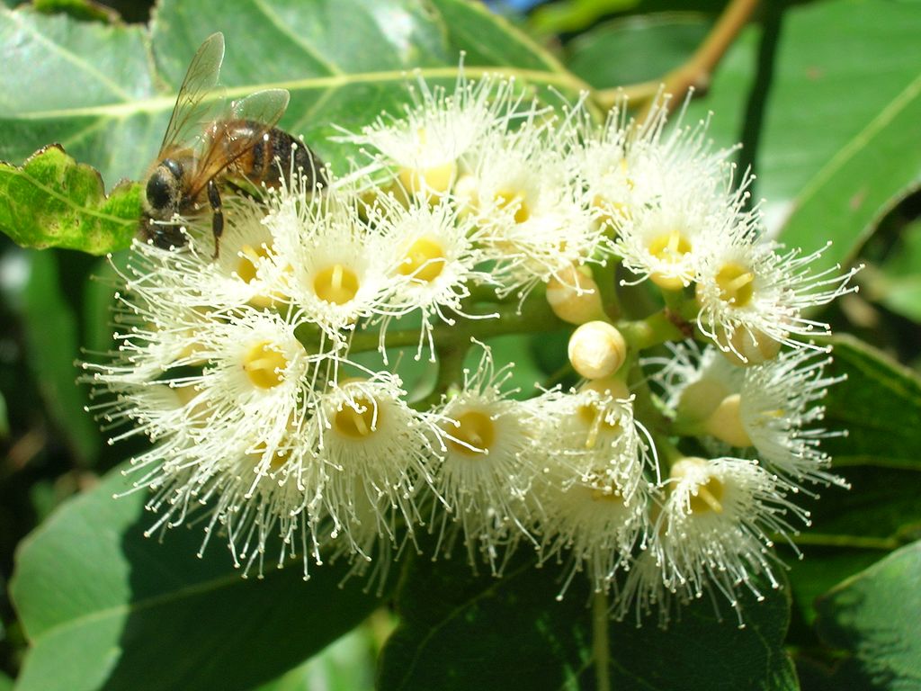 L'eucalyptus arc-en-ciel : un arbre fou aux couleurs irréelles ! – Habits  d'Arlequin