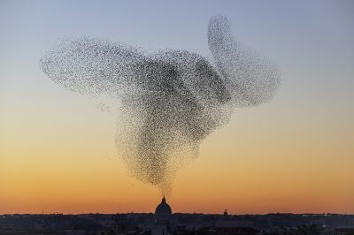 Nuages d'étourneaux Søren Solkær